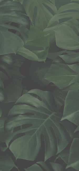 Green Aesthetic background — Xiaomi Wallpaper