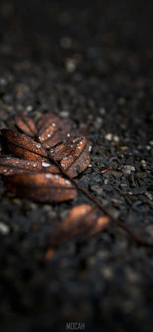 Bronze [wallpaper] — iPhone 16e Wallpaper