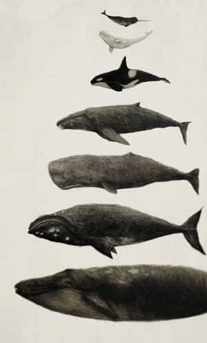 mga larawan ng Sperm Whale — Infinix Xpad Wallpaper
