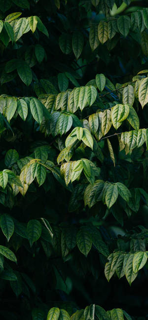 Plants Iphone — Galaxy A36 Wallpaper