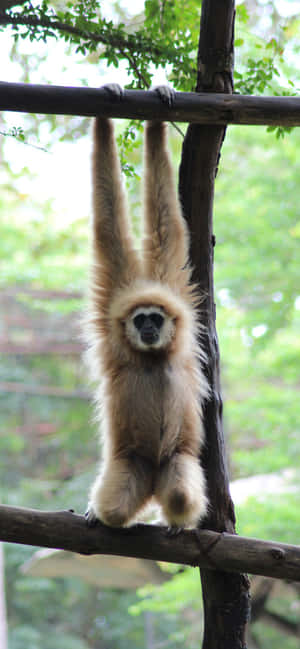 Iphone Xs Max Gibbon Background — iPhone 15 Pro Wallpaper