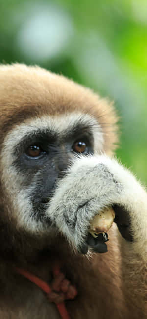 Iphone Xs Max Gibbon Background — iPhone 17 Wallpaper