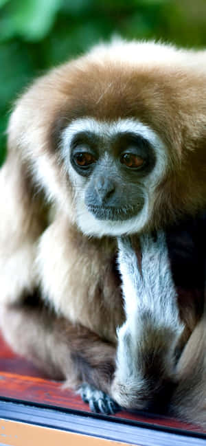 Iphone Xs Max Gibbon Background — iPhone 16 Pro Wallpaper