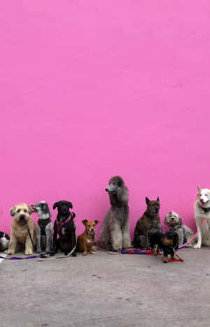 Pink na Puppies — Infinix Xpad 20 Wallpaper