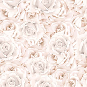 White Rose Background — iPad Pro 11 Wallpaper