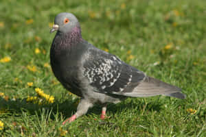pigeon pictures — MacBook Pro M4 Wallpaper
