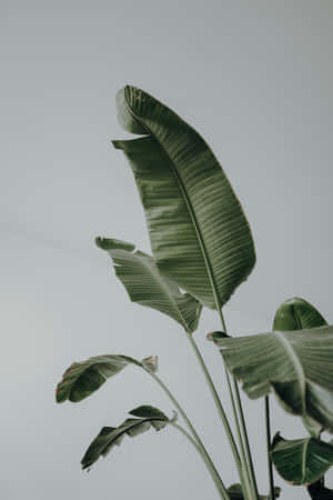 Background ng Halaman — Honor Pad GT2 Pro Wallpaper