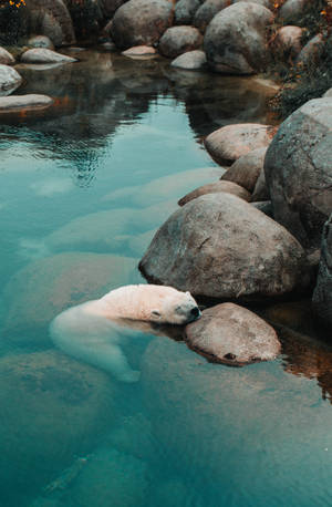 Polar bear lying on stone wallpaper — Honor MagicPad4 Wallpaper