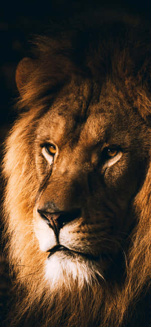 Lion background — iPhone Xs Max Wallpaper