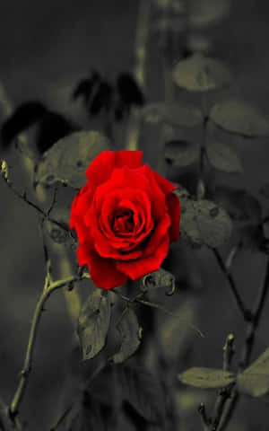 Rose Mobile — Infinix Xpad 20 Wallpaper