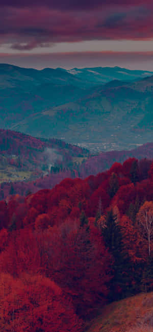 Pulang Puno — iPhone 11 Pro Wallpaper