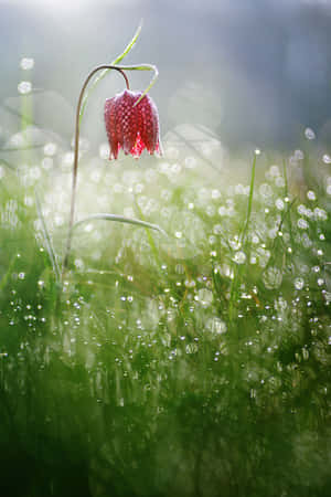 Isang nakakarepreskong spring shower sa isang luntiang hardin — iPad Mini Wallpaper
