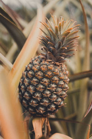 Pinya close-up photography na tumutubo sa isang shrub wallpaper — 2:3 Wallpaper