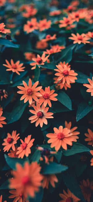 Iphone Flowers — Galaxy Note Wallpaper