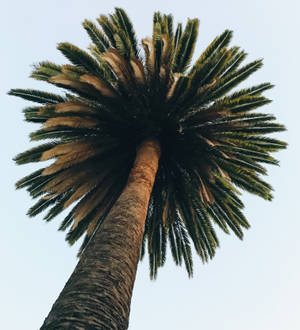 Lo Fi Palm Tree wallpaper — Vivo X Fold Wallpaper