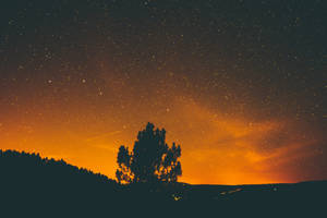 Tree outline and stars at night wallpaper