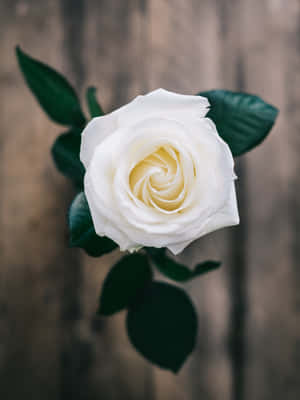 Puting Rosas na Background — iPad Pro 13 Wallpaper