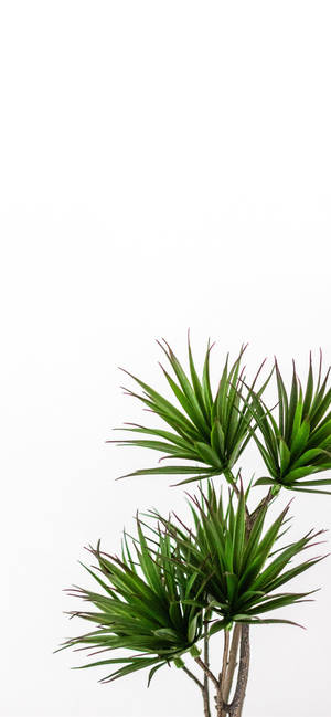 Plant Iphone — Galaxy A35 Wallpaper