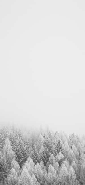 1290x2796 — iPhone 15 Plus Wallpaper