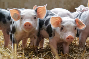 farm animals pictures — MacBook Air 15 Wallpaper