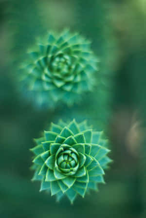 Green Flower Background — Huawei MatePad Wallpaper
