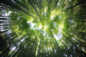 Green Nature background — MacBook Pro 14 Wallpaper