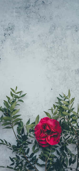 Red Flower Background — iPhone 14 Pro Wallpaper
