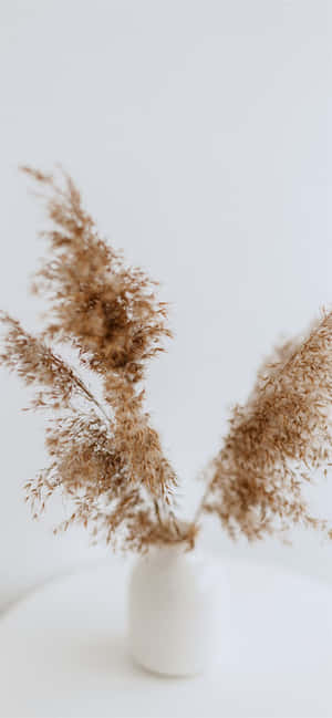 Brown And White — iPhone 12 Wallpaper