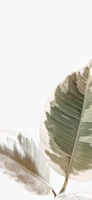 Beige Iphone — Galaxy A15 Wallpaper