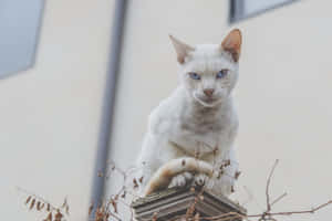 Mga larawan ng Grumpy Cat — MacBook Pro M4 Wallpaper