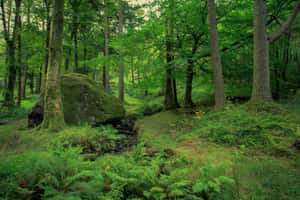 Background ng Green Nature — MacBook Air M4 Wallpaper