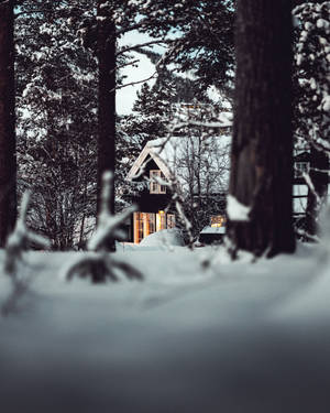 House with warm lightings and snow-covered roofing in snowy forest.