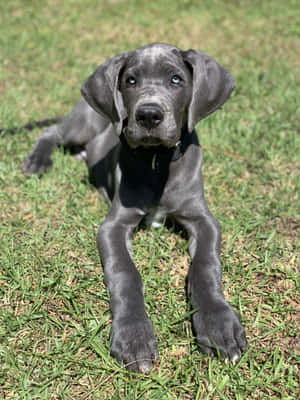 Larawan ng mga Tuta ng Great Dane — 3:4 Wallpaper