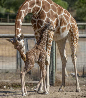 Mga larawan ng Baby Giraffe — Galaxy Z Flip 8 Wallpaper