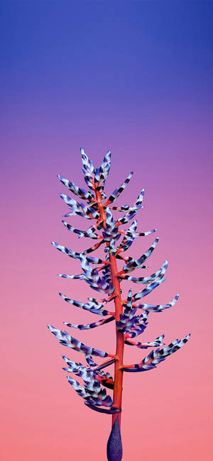 Aechmea Flower Apple — ROG Phone 9 Wallpaper