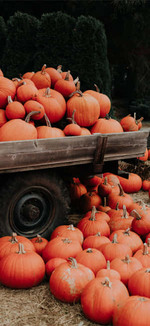 Aesthetic Home Screen Pumpkins Pastel Orange — iPhone 14 Pro Wallpaper