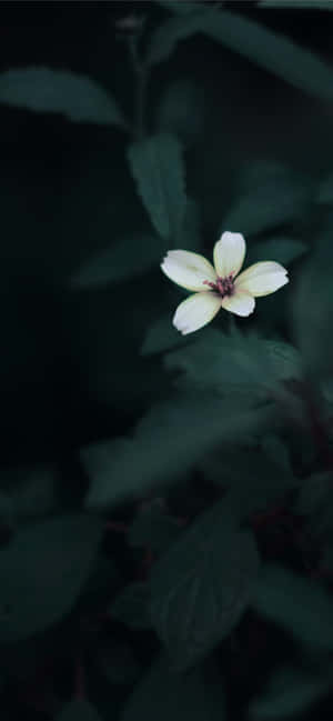 Mga larawan ng Aesthetic Iphone — Galaxy S24 Wallpaper