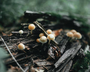 Aesthetic na Brown White na Mushroom — Mushroom Aesthetic Wallpaper