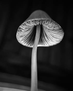 Aesthetic na Kabute sa Gray Scale — Mushroom Aesthetic Wallpaper