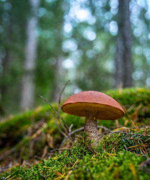 Aesthetic na Kabute na Kayumanggi — Mushroom Aesthetic Wallpaper