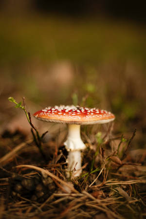 Macro Fly Agaric Mushroom Aesthetic — Mushroom Aesthetic Wallpaper
