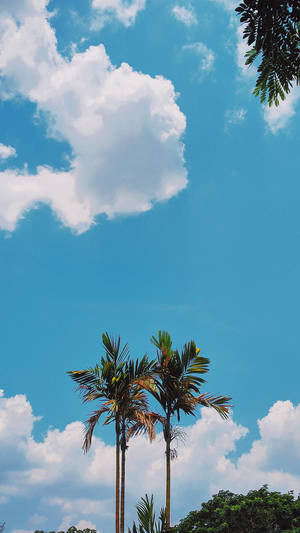Aesthetic na Punong Niyog para sa Telepono