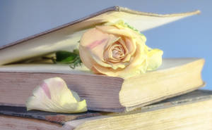Aesthetic na Rosas sa Pahina ng Libro