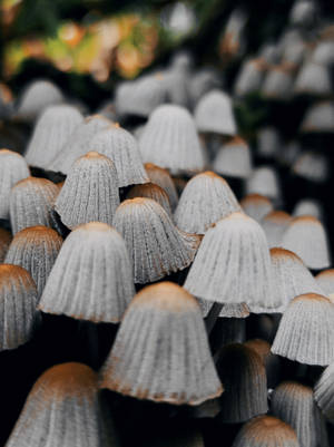 Aesthetic ng Fairy Bonnet Mushroom — Mushroom Aesthetic Wallpaper