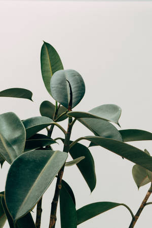 Aesthetic ng Indoor Rubber Tree Plant