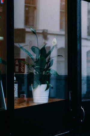Aesthetic ng Peace Lily Plant