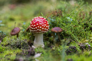 Aesthetic ng Pulang Fly Agaric na Kabute — Mushroom Aesthetic Wallpaper