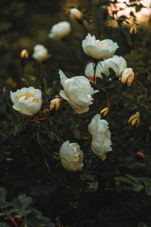 Aesthetic ng Puting Rosas sa Paglubog-lubog