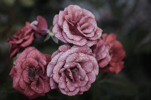 Aesthetic ng Rosas na May Rosas na Petal na Kulay Rosas