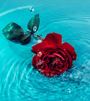 Aesthetic ng Rosang Tubig